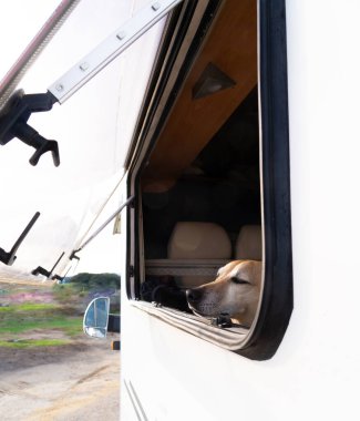 Dog leaning out of the window of a motor home clipart