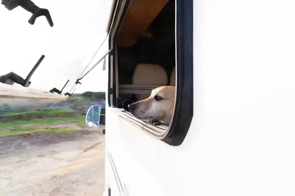 Dog looking out the window of a motorhome