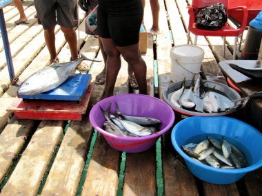 Cape Verde 'de bir rıhtımda taze balık pazarı