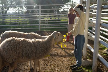 Bir çiftlikte iki çocuk ve birkaç koyun.