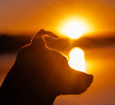 Gün doğumunda arka planda köpek görüldü