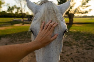 Bir kadının eli beyaz bir atın kafasına dokunuyor.