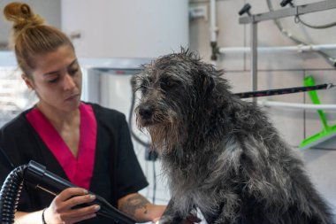 Köpek bakıcısı yeni yıkanmış bir köpeğin saçını kurutuyor.