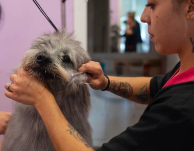 Köpek bir köpek tımarcısına taranıyor.