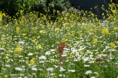 Baharda bir tarlanın çiçeklerinin arasında. Bahar arkaplanı