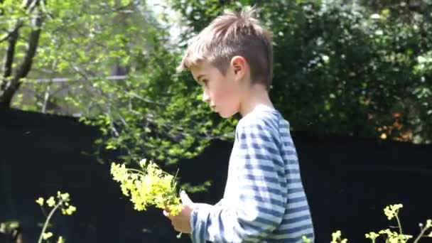 Anos Idade Menino Caucasiano Escolhendo Flores Silvestres Amarelas Jardim Primavera — Vídeo de Stock