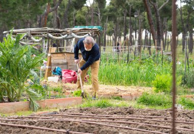 Halk bahçesinde çalışan yaşlı bir adam.