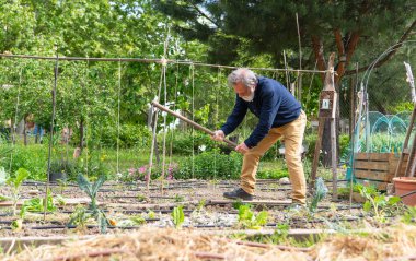 Organik bir bahçede çalışan yaşlı bir adam