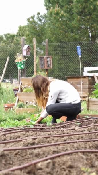 Woman Harvesting Radishes Neighborhood Urban Garden — Vídeo de Stock