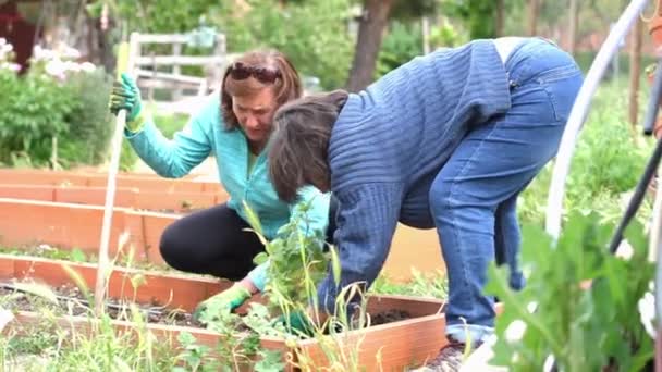 Δύο Γυναίκες Στα Τους Εργάζονται Μαζί Έναν Αστικό Κοινοτικό Κήπο — Αρχείο Βίντεο