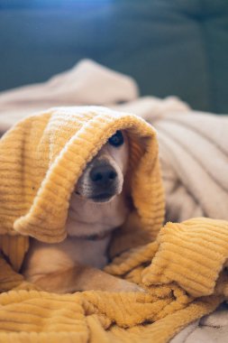 Köpek kışın evin içinde battaniyeyle ısınıyor.