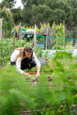 Bahçesinde sebze yetiştiren çiftçi, küçük bitkilerle ilgilenen.