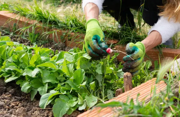 Eller yukarı kaldırılmış bir bahçe yatağından taze turp seçerken, sürdürülebilir ev bahçesini sembolize ediyor.