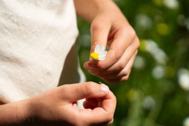 Bir papatya çiçeğinden taç yaprakları koparan, beni sevdiği geleneksel oyununu oynayan, beni bir çiçek tarlasında değil