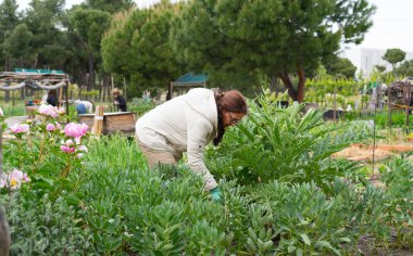 Bahçıvan, halk bahçesindeki fasulye ve enginar bitkileriyle ilgileniyor.
