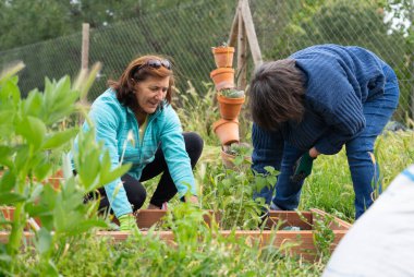 İki kadın birlikte çalışıyor. Bahçede bahçeyle uğraşıyorlar. Bahçe yataklarında bitkilerle ilgileniyorlar.
