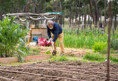 Sakallı çiftçi halk bahçesinde çapayla toprak işliyor.