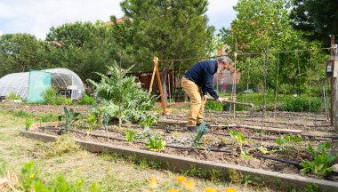 Şehir bahçesinde çalışan kıdemli çiftçi, toprağı çapalıyor ve bitkilerle ilgileniyor.