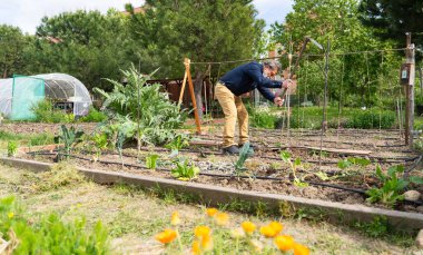 Halk bahçesinde çalışan bahçıvan, tırmanma tesislerine destek veriyor.
