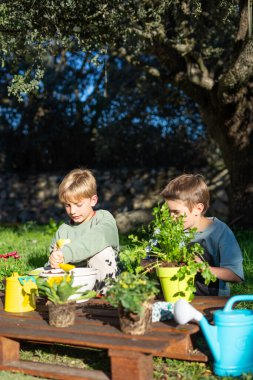Bahçıvanlık yapan iki genç çocuk, güneşli bir günde, bir bahçedeki ahşap bir masada saksıda çiçek ve aromatik bitkilerin tadını çıkarıyorlar.