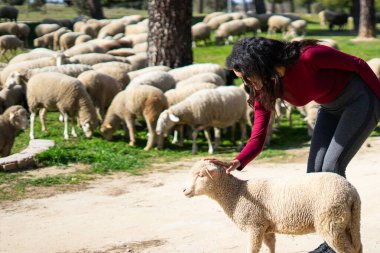 Genç Latin kadın çoban arka planda otlayan koyun sürüsüyle güneşli bir çayırda kuzuyu okşuyor.