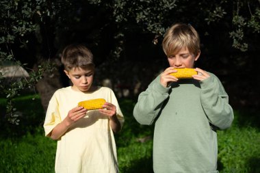 İki kardeş, doğanın güneşli bir gününde mısır yemeyi severler.