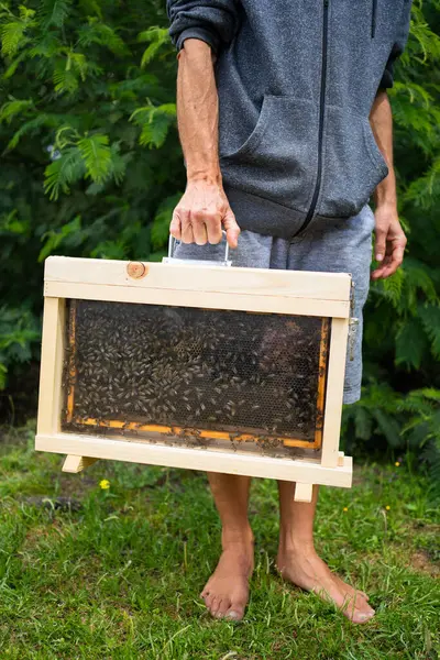 Arıcı elinde bal peteği çerçevesi tutuyor, arıların bal üretiminde çalıştığını gösteriyor