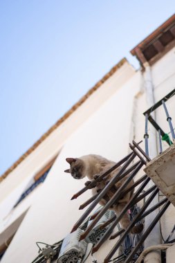 Siyam kedisi dikkatle balkon korkuluklarında dengede duruyor, büyüleyici bir kasabanın dış yüzeyini keşfediyor.