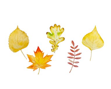 Beyaz arkaplanda izole edilmiş farklı yaprakların koleksiyonu