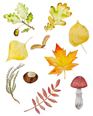Vector watercolor autumn elements set, white background, for design banner poster postcard invitation backgrounds