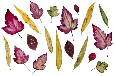 Sonbahar yaprakları sabitlendi, izole edildi