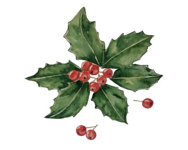 Watercolor Holly Christmas flower, berries, holiday symbols, decor, element, mood, association, attribute, holiday dinner, December, party, meeting, invitation, postcard, white background 