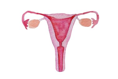 Female reproductive system. Uterus, ovaries, vagina. Feminism, female nature. Watercolor illustration on white background