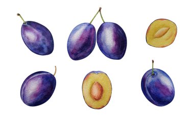 Suluboya erikler. Farklı açılar, tam erikler ve yarım, beyaz arkaplan, tasarım için, arkaplan