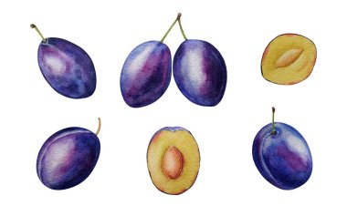 Suluboya erikleri. Farklı açılar, tam erikler ve yarım, beyaz arkaplan, tasarım için, arkaplan