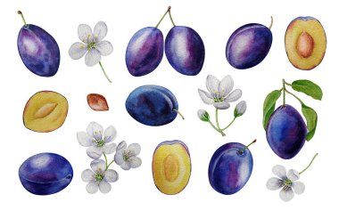 Suluboya seti tam erik, yarım erik, erik çiçeği, beyaz arkaplan, kart, davetiye, tasarım, arka plan, kozmetik, ambalaj kağıdı