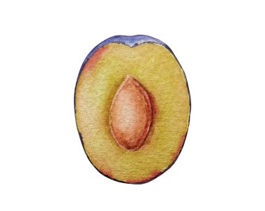 Vektör suluboya yarı erik, kemik, beyaz arkaplan, tasarım için, arka plan