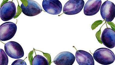 Koyu mavi erik çerçevesi, beyaz arkaplan, suluboya resimleme, kart, davetiye, tasarım, arka plan, kozmetik