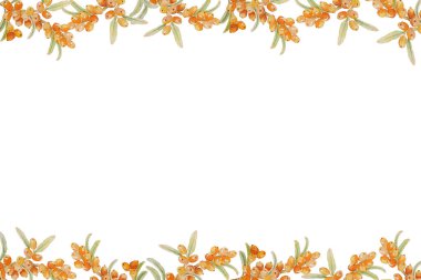 Olgun deniz dikenli üzümlerinden oluşan yatay çerçeve, suluboya çizimler, beyaz arka planda izole edilmiş, tasarım kartı davetiyesi çerçeveniz için.