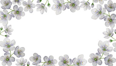 Kiraz çiçeği çerçevesi. Suluboya çizimi. Beyaz arka plan. Tasarımın için.