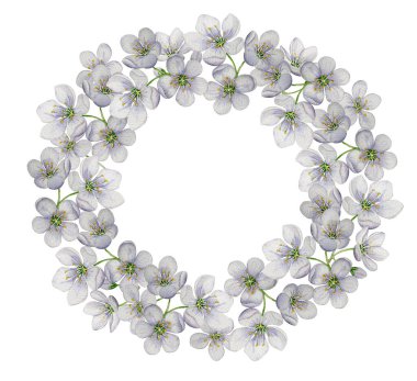 Yuvarlak kiraz çiçekleri. Suluboya çizimi. Beyaz arka plan. Tasarım için, arka planlar