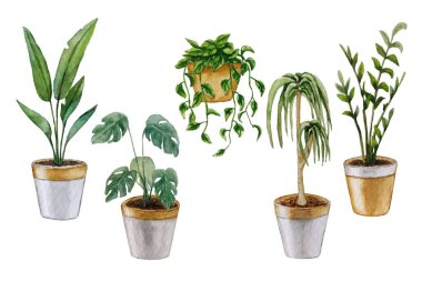 Kapalı alan bitkilerinin vektör seti. Suluboya çizimi. Beyaz arka plan. Tasarımın için.