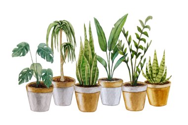 Kapalı alan çiçekleri suluboya kompozisyonu. Beyaz arka plan. Tasarımın için.