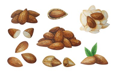 Badem fındıklı suluboya. Tasarımın için.