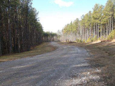 Ormanda çakıllı bir yol.