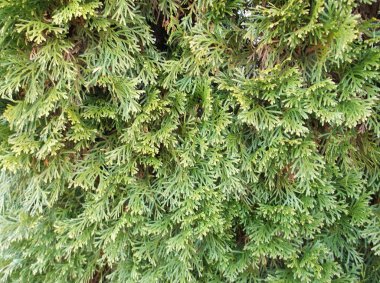 Yeşil bir köknar ağacı arkaplanı. 