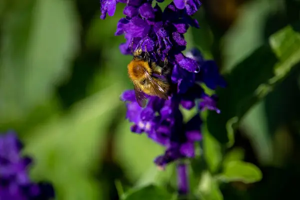 Пчела Фиолетовом Цветке — стоковое фото