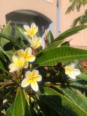 Bahçedeki güzel çiçekler. Tropikal ağaç tesisatçısı çiçeği, frangipani plumeria çiçeği tropikal yaz