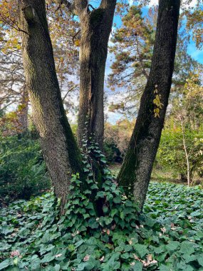 Parkın güzel manzarası