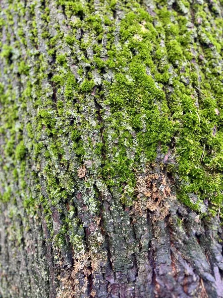 moss on the tree trunk in the forest, Moss , landscape moss, nature, timber textures